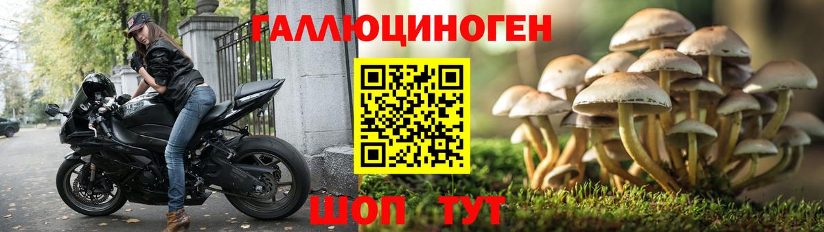 Псилоцибиновые грибы Psilocybe Борисоглебск